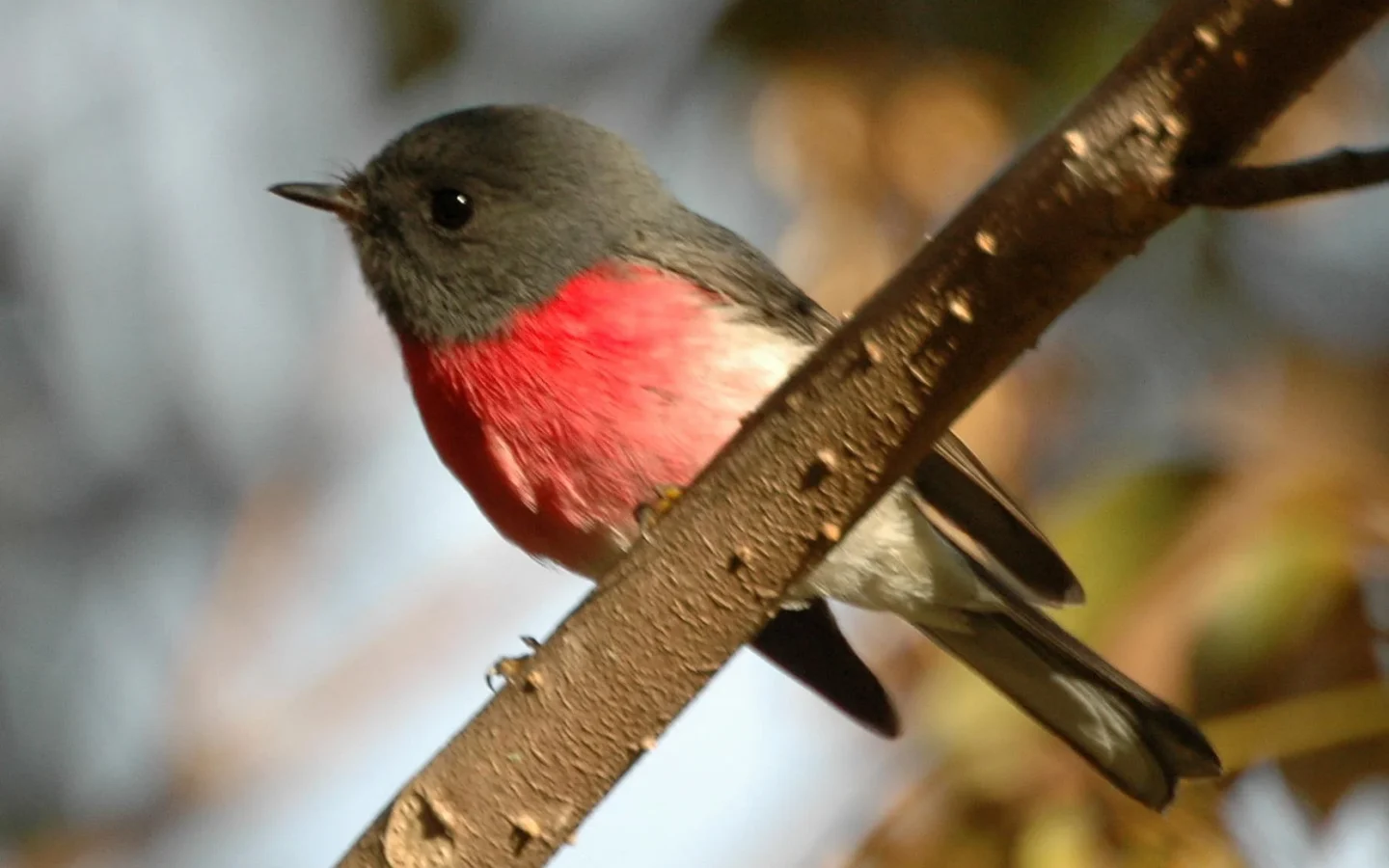 Rose Robin in Australia