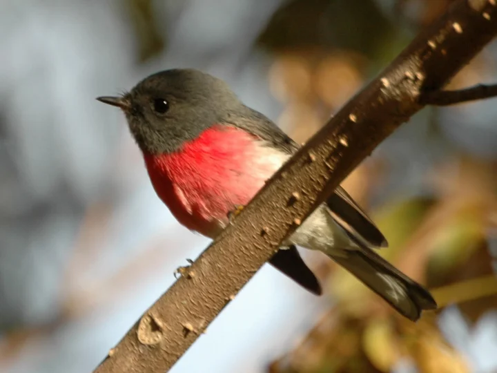 Rose Robin in Australia