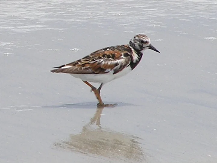 Ruddy Turnstone showing key identification features
