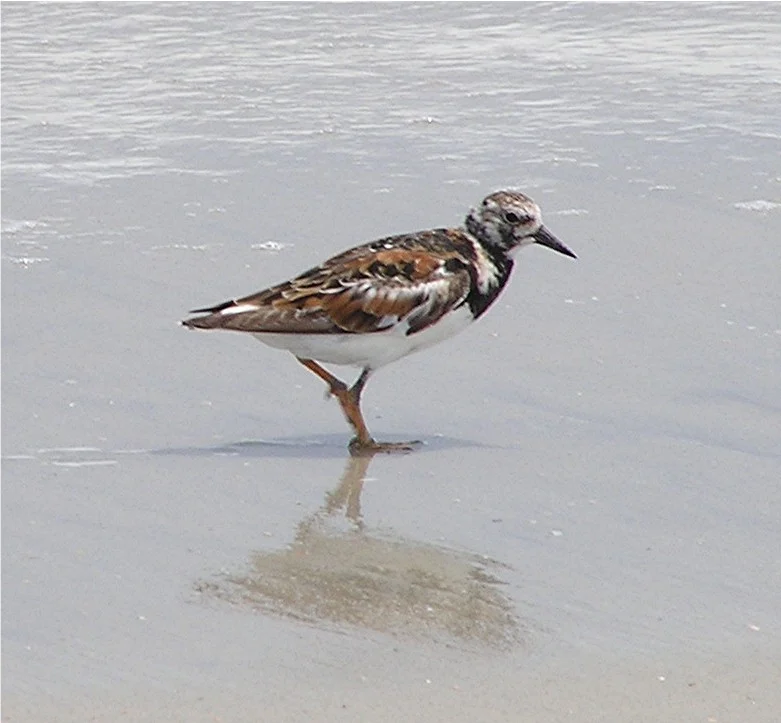 Ruddy Turnstone showing key identification features