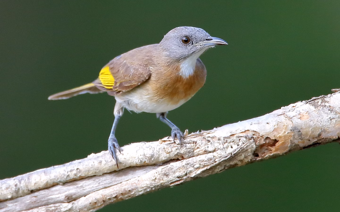Rufous-banded Honeyeater in Australia showing key identification features: small grey-brown honeyeater with a pale throat and a warm rufous band across the breast; usually found in tropical northern habitats.