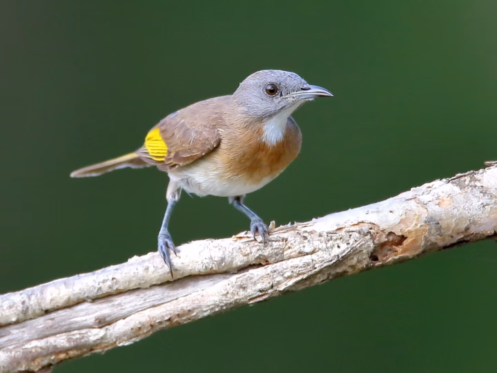 Rufous-banded Honeyeater in Australia showing key identification features: small grey-brown honeyeater with a pale throat and a warm rufous band across the breast; usually found in tropical northern habitats.