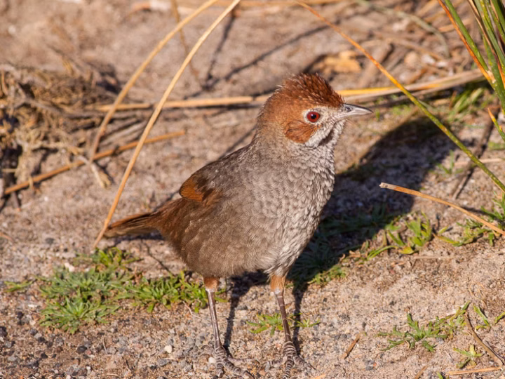 Rufous Bristlebird showing key identification features