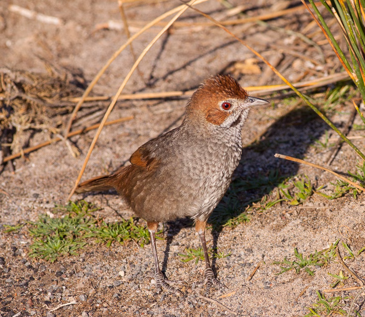 Rufous Bristlebird showing key identification features