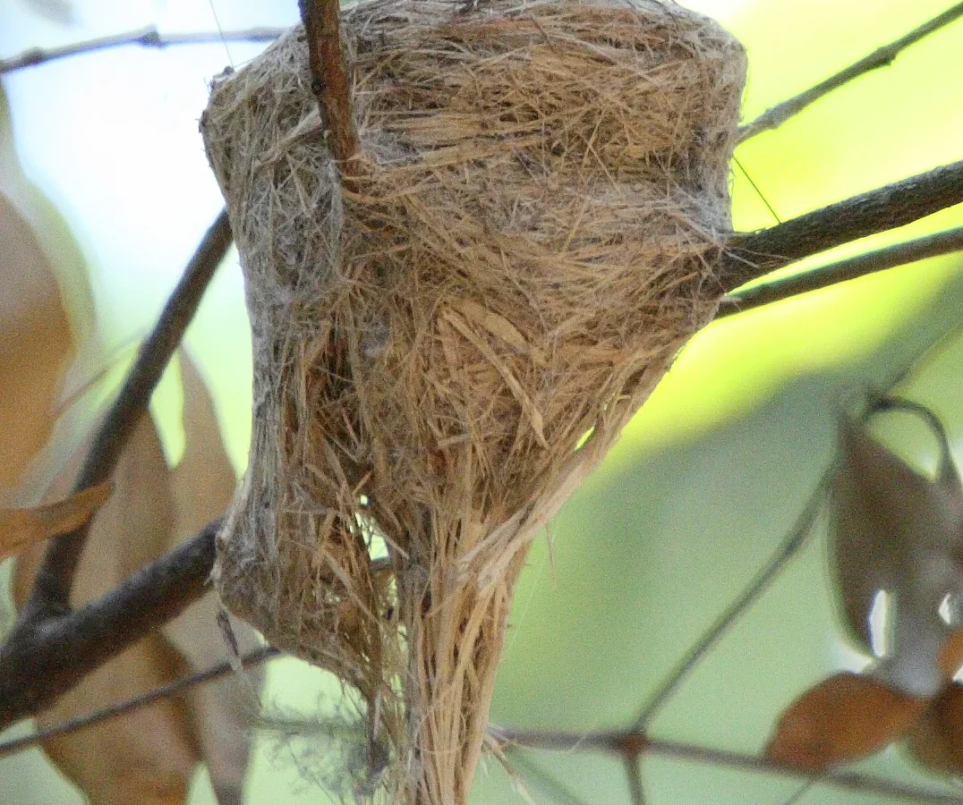 Rufous Fantail in Australia