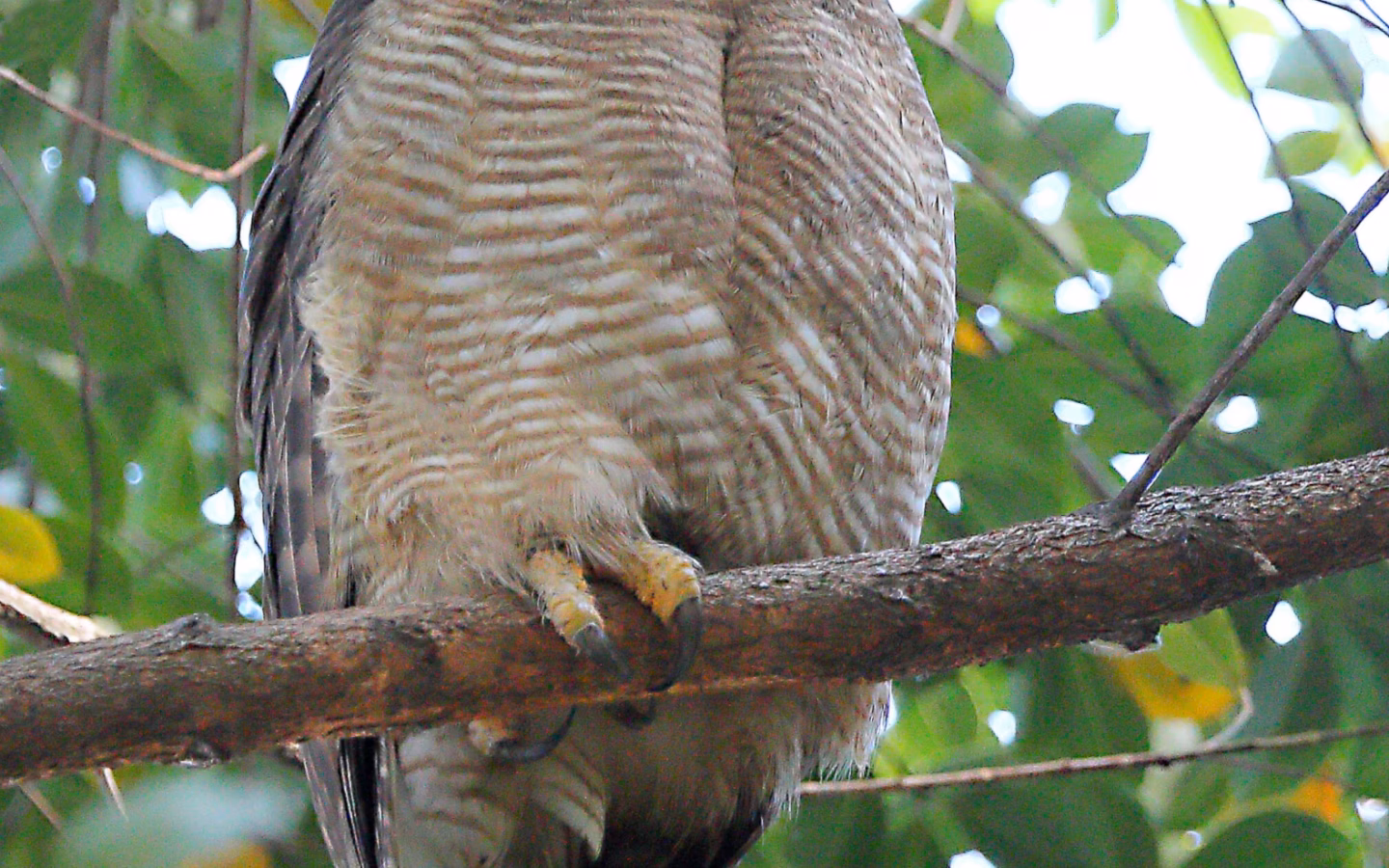 Rufous Owl showing large rufous-brown body, strong barring, yellow eyes and powerful feet