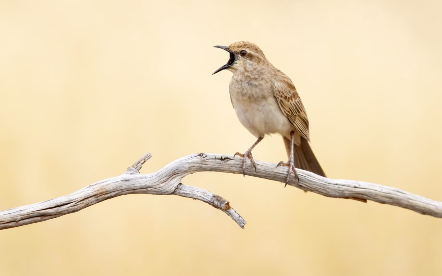 Rufous Songlark in Australia showing key identification features