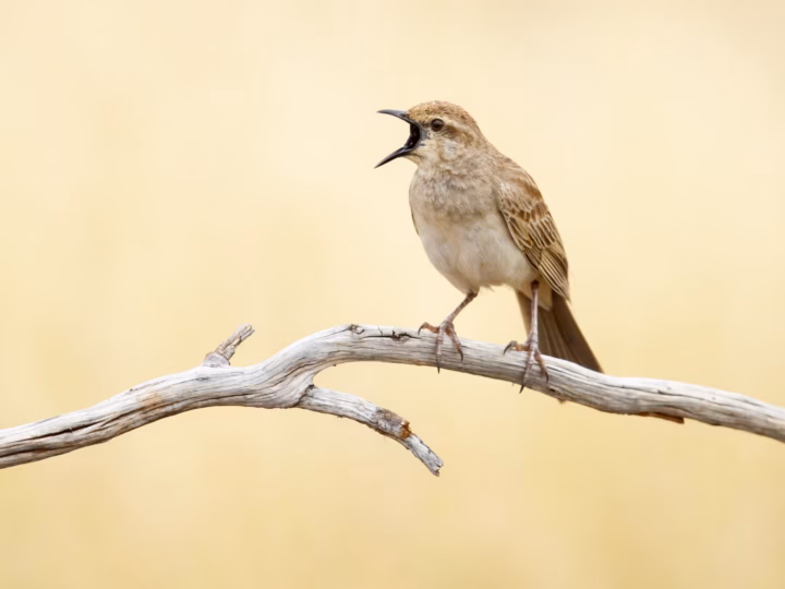Rufous Songlark in Australia showing key identification features