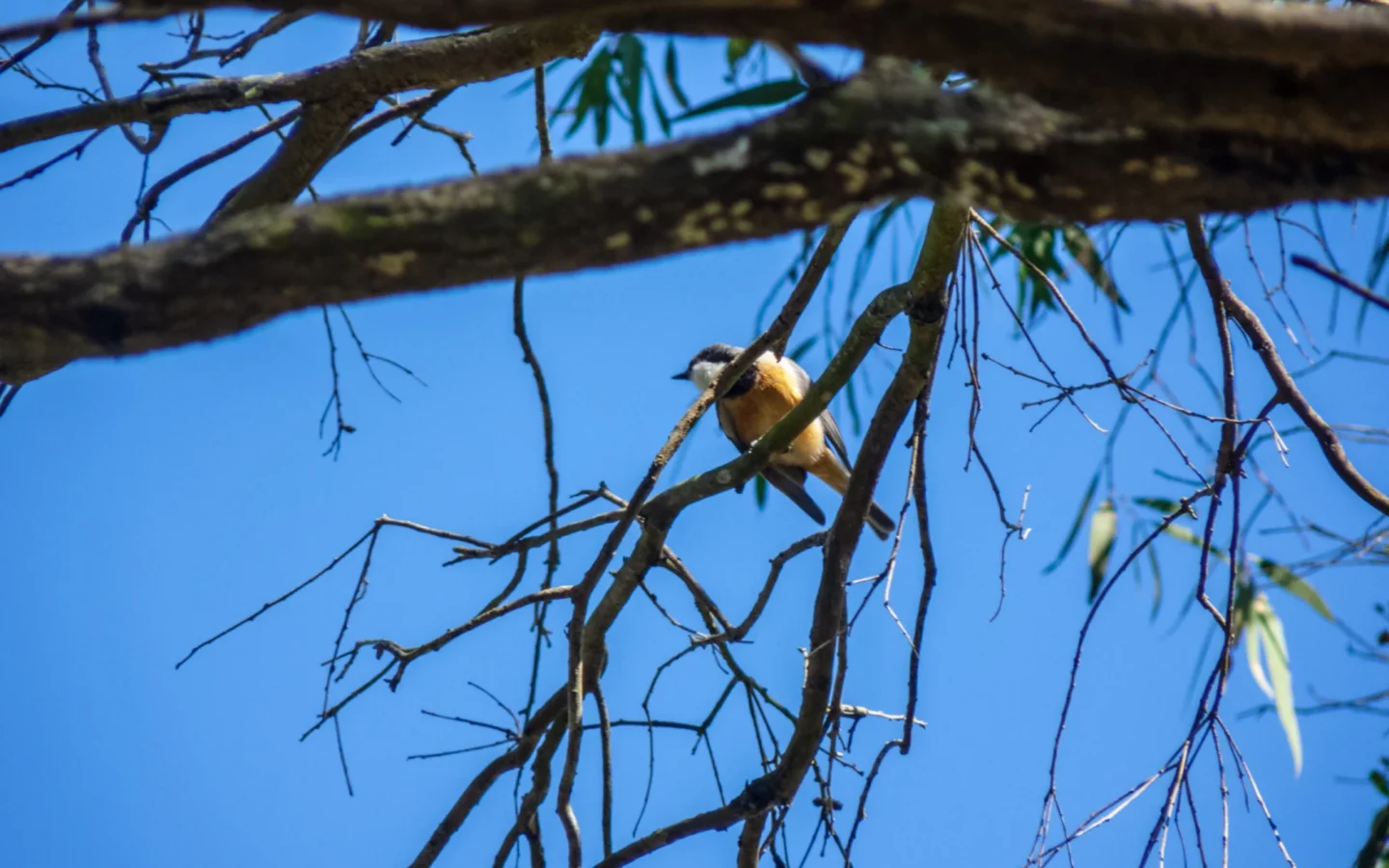 Rufous Whistler in Australia