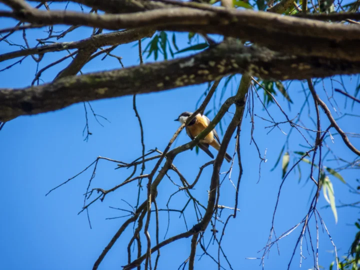 Rufous Whistler in Australia