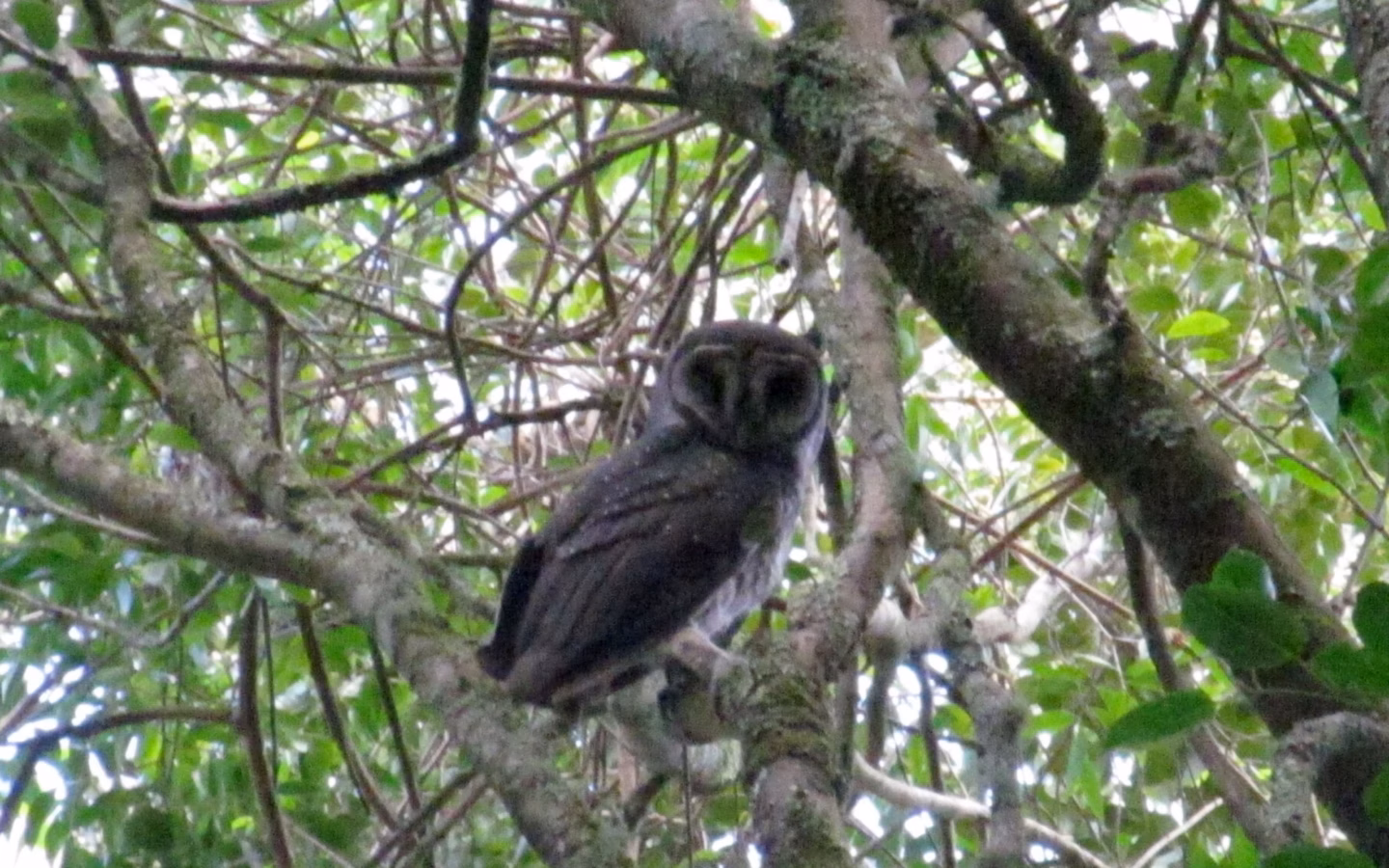 Sooty Owl showing dark sooty plumage densely spotted with white, heart-shaped facial disc and large dark eyes