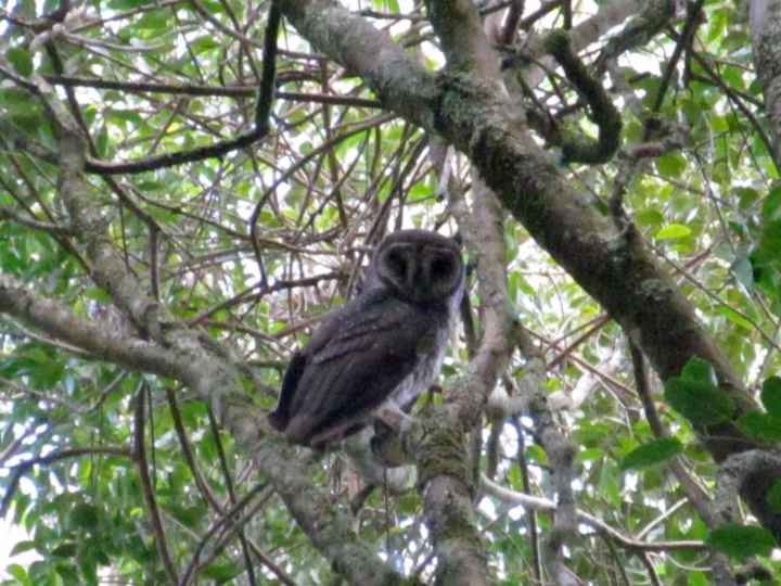 Sooty Owl showing dark sooty plumage densely spotted with white, heart-shaped facial disc and large dark eyes