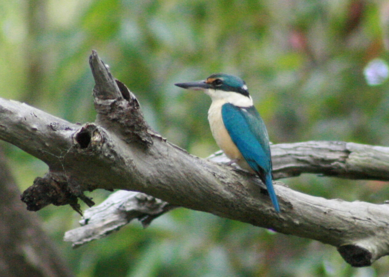 Sacred Kingfisher in Australia showing key identifying features