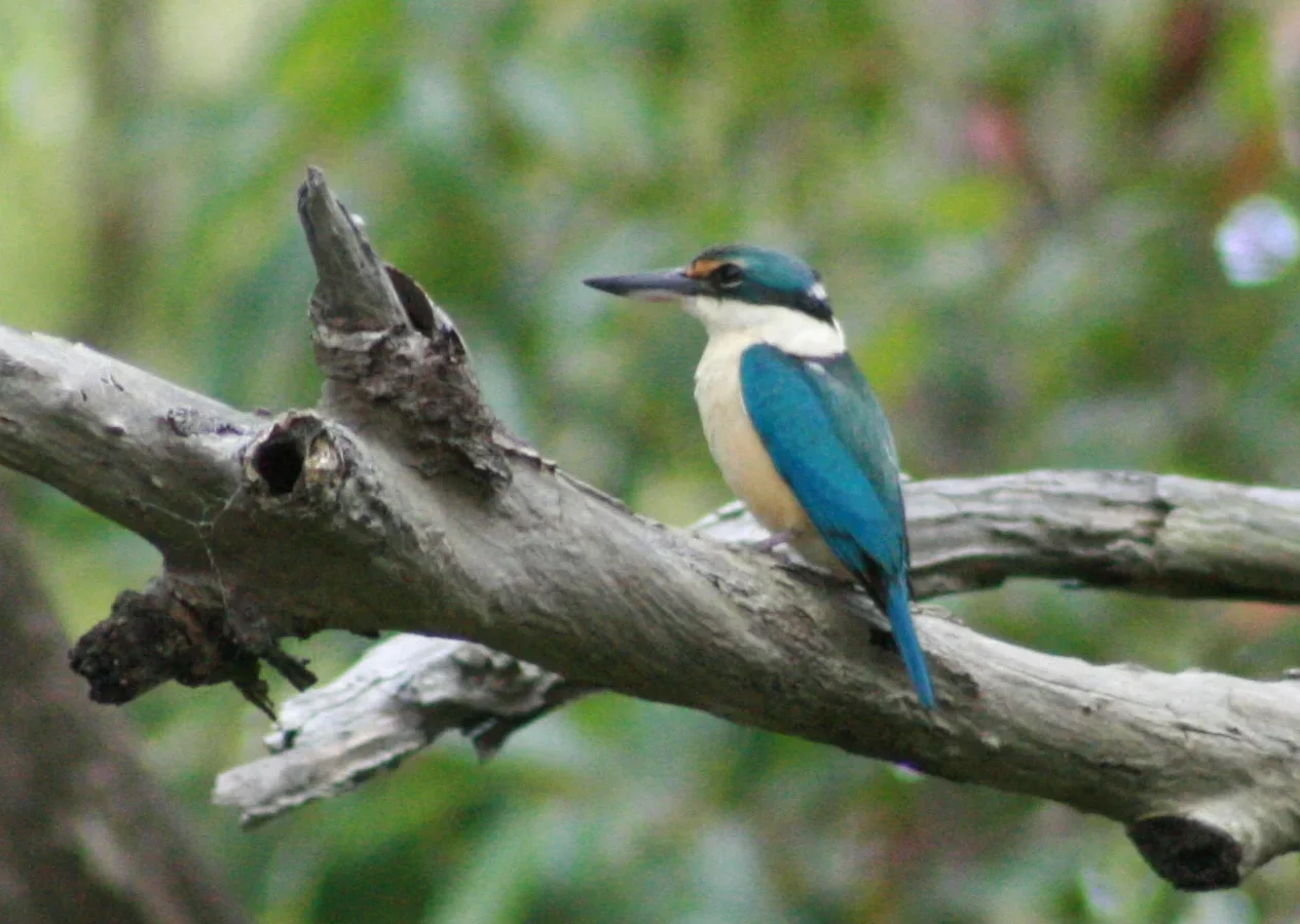 Sacred Kingfisher in Australia showing key identifying features