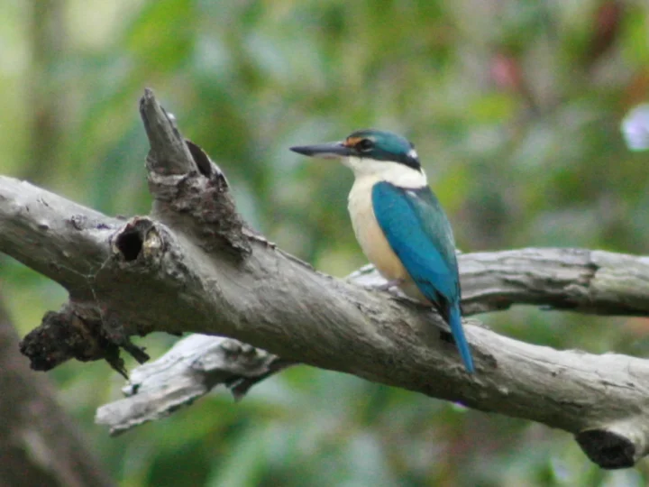 Sacred Kingfisher in Australia showing key identifying features