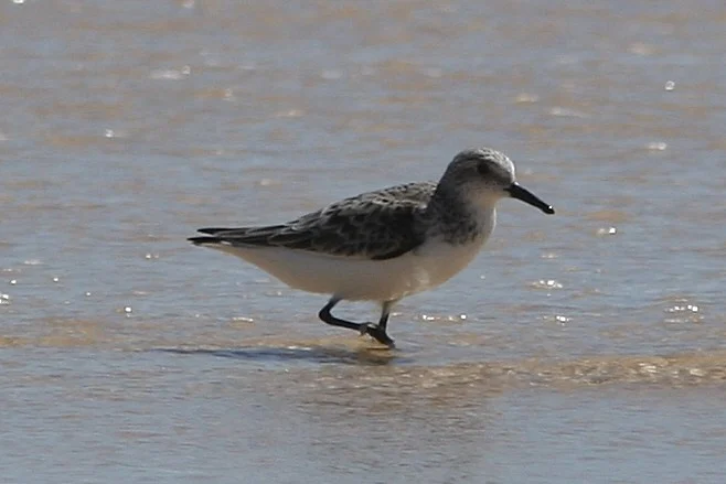 Sanderling showing key identification features