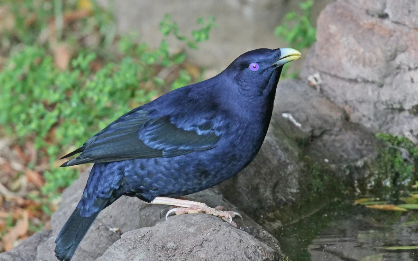 Satin Bowerbird with glossy blue-black plumage and bright violet-blue eye