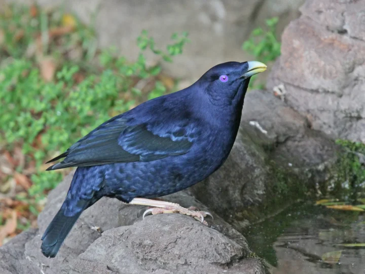 Satin Bowerbird with glossy blue-black plumage and bright violet-blue eye