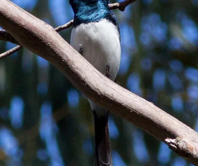 Satin Flycatcher in Australia showing key identifying features