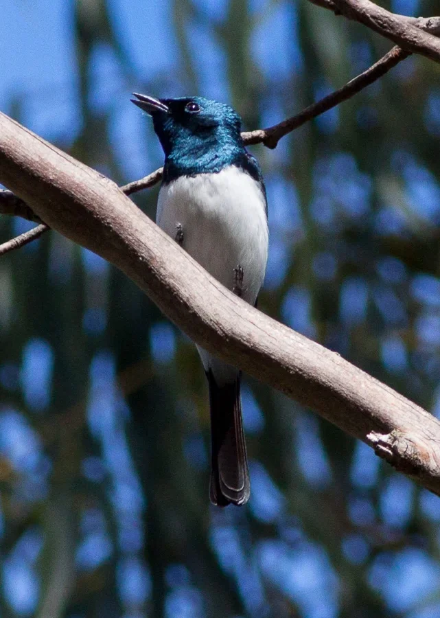 Satin Flycatcher in Australia showing key identifying features