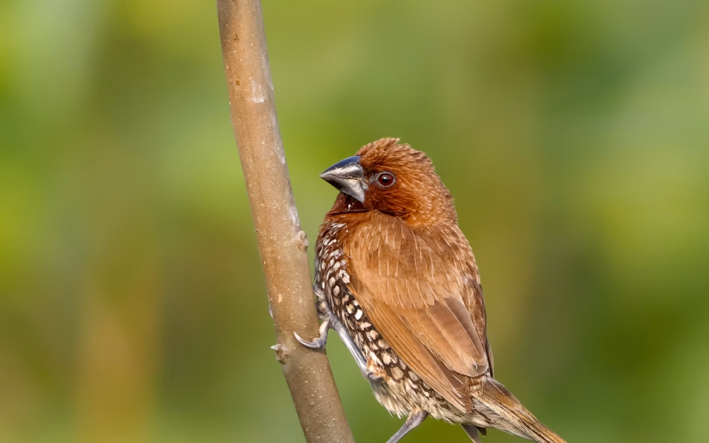 Scaly-breasted Munia showing brown head and upperparts with strongly scaled black-and-white underparts