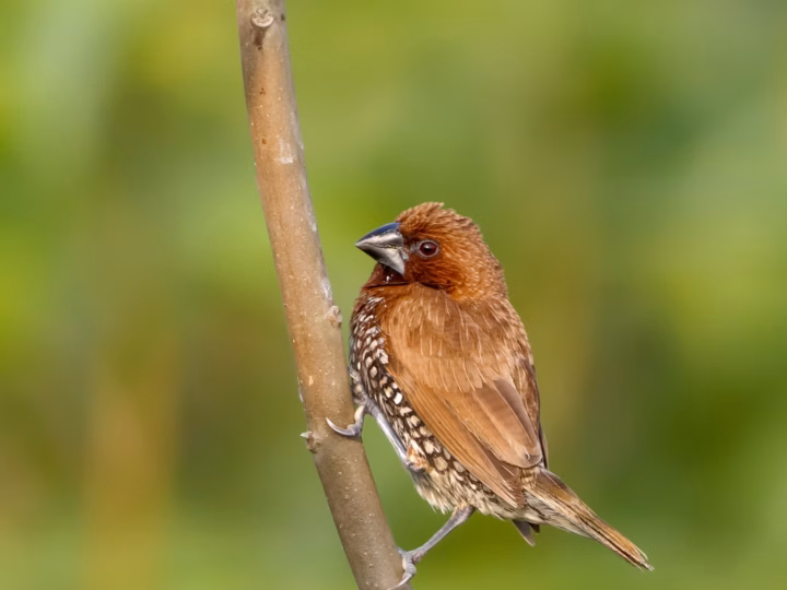 Scaly-breasted Munia showing brown head and upperparts with strongly scaled black-and-white underparts