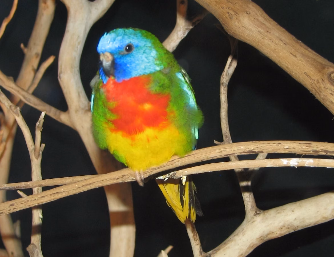 Scarlet-chested Parrot in Australia showing key identification features: adult males have a vivid scarlet chest, cobalt-blue face, green upperparts and yellow belly; females are much greener and less brightly marked.