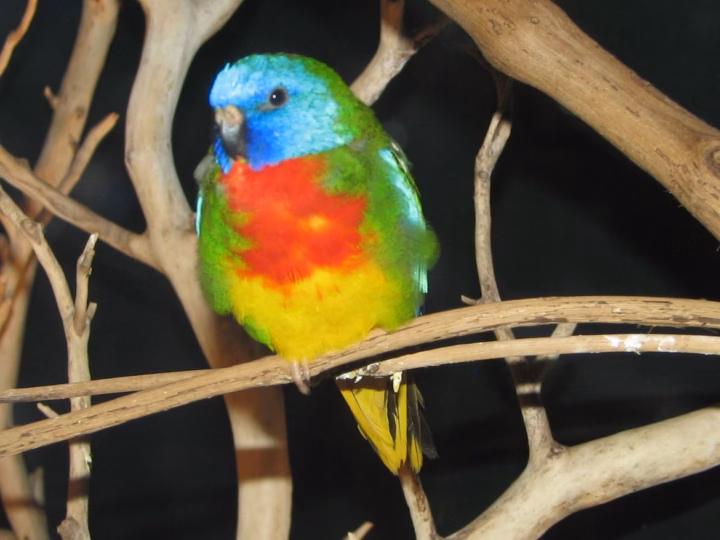 Scarlet-chested Parrot in Australia showing key identification features: adult males have a vivid scarlet chest, cobalt-blue face, green upperparts and yellow belly; females are much greener and less brightly marked.