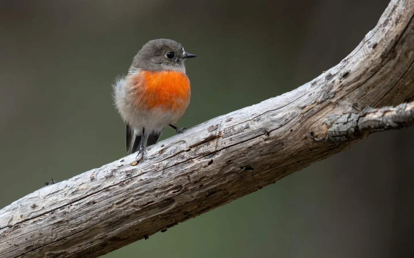 Scarlet Robin in Australia