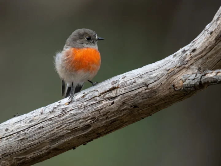 Scarlet Robin in Australia
