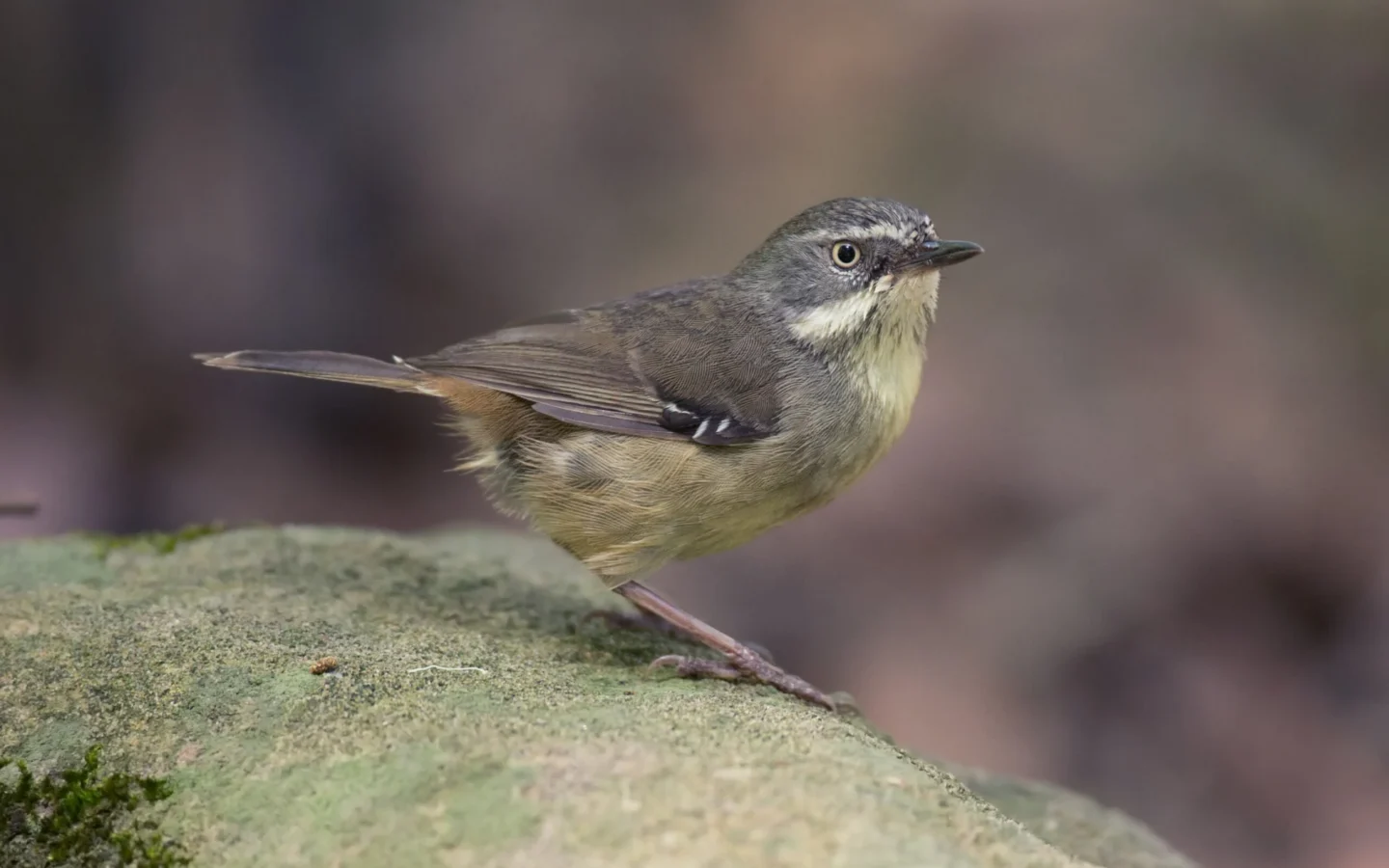 White-browed Scrubwren in Australia