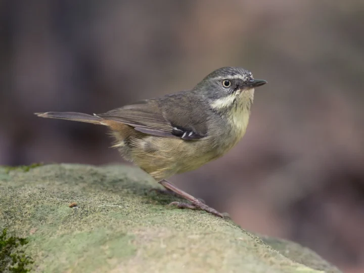 White-browed Scrubwren in Australia