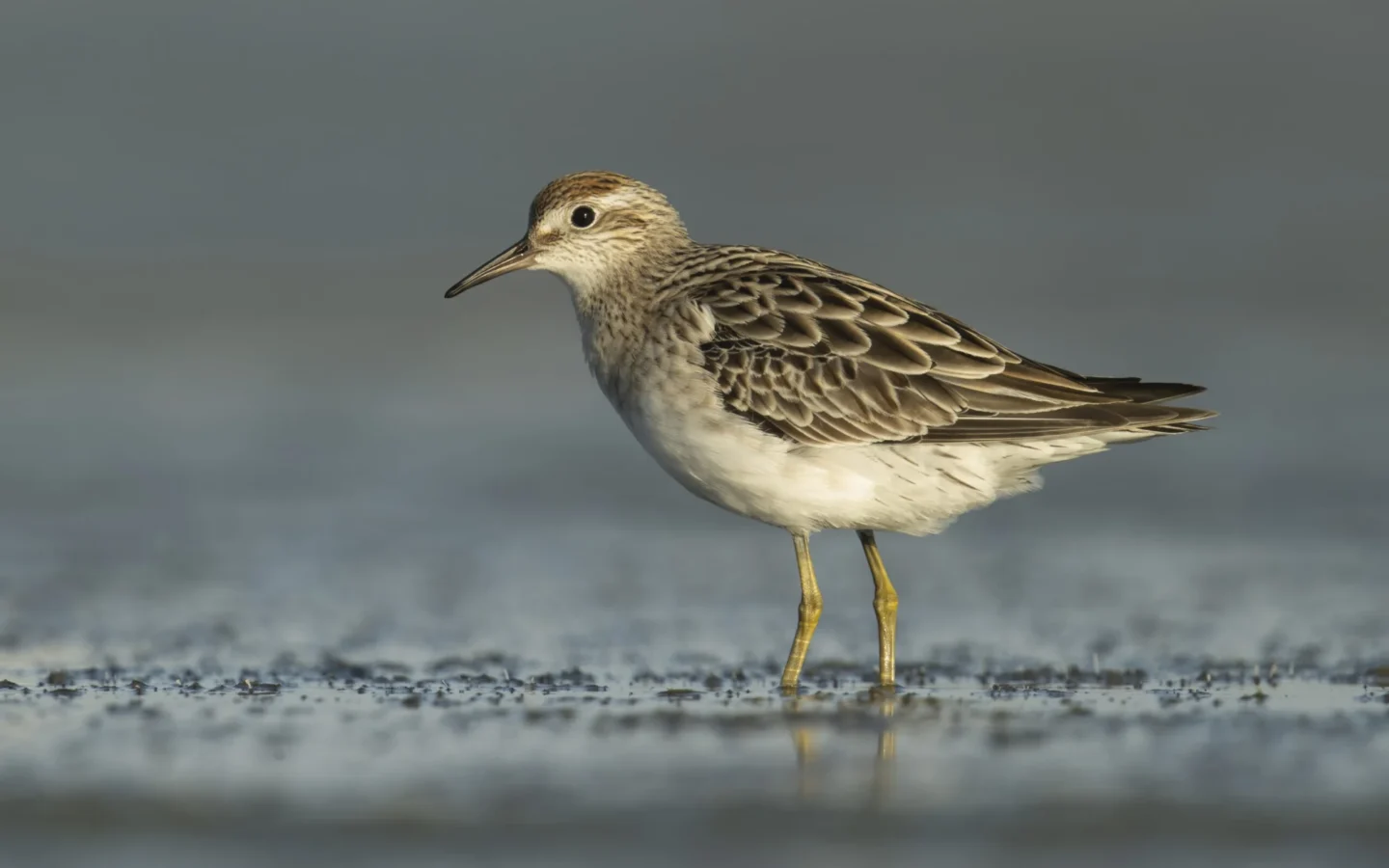 Sharp-tailed Sandpiper showing key identification features