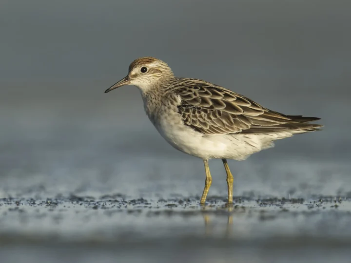 Sharp-tailed Sandpiper showing key identification features
