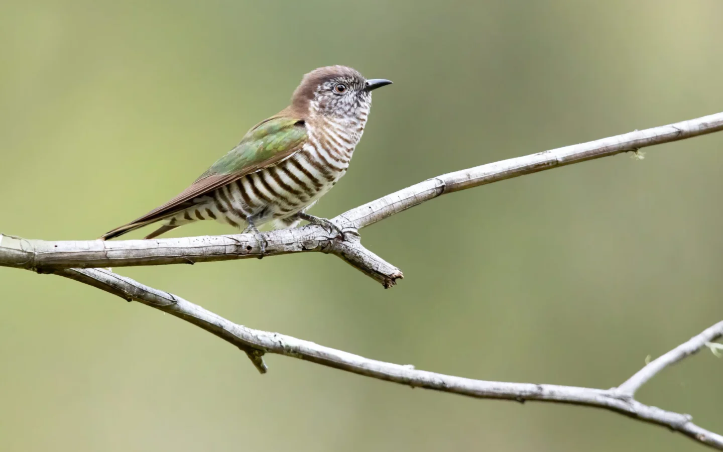 Shining Bronze-Cuckoo in Australia showing key identifying features