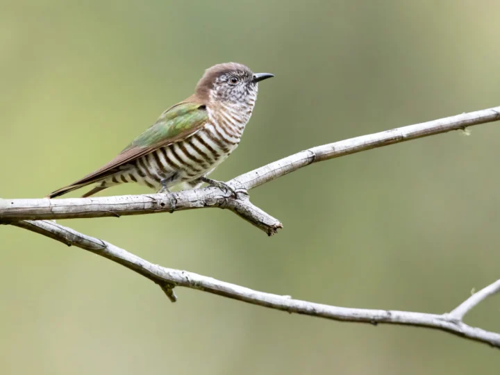 Shining Bronze-Cuckoo in Australia showing key identifying features