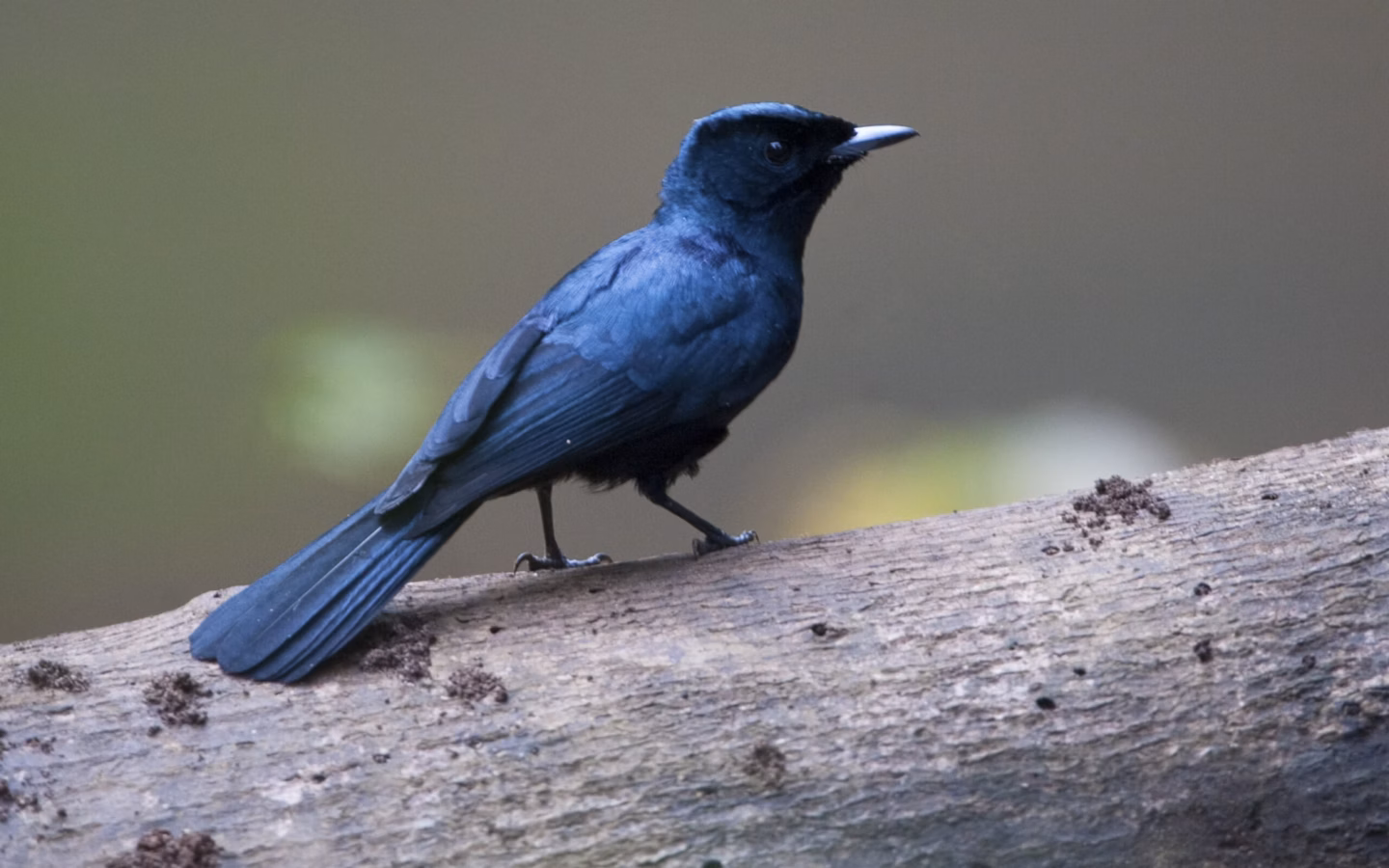 Shining Flycatcher showing key identification features