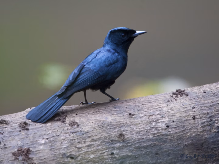 Shining Flycatcher showing key identification features