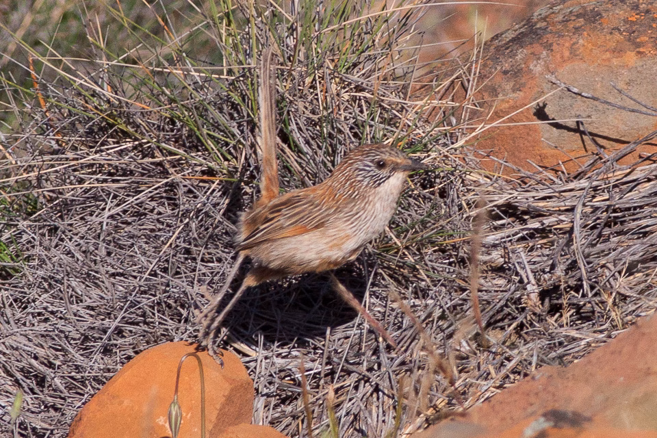 Short-tailed Grasswren showing heavily streaked brown plumage, pale eyebrow and relatively short tail