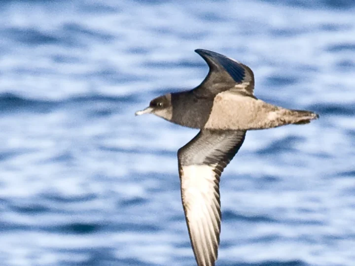 Short-tailed Shearwater showing key identification features