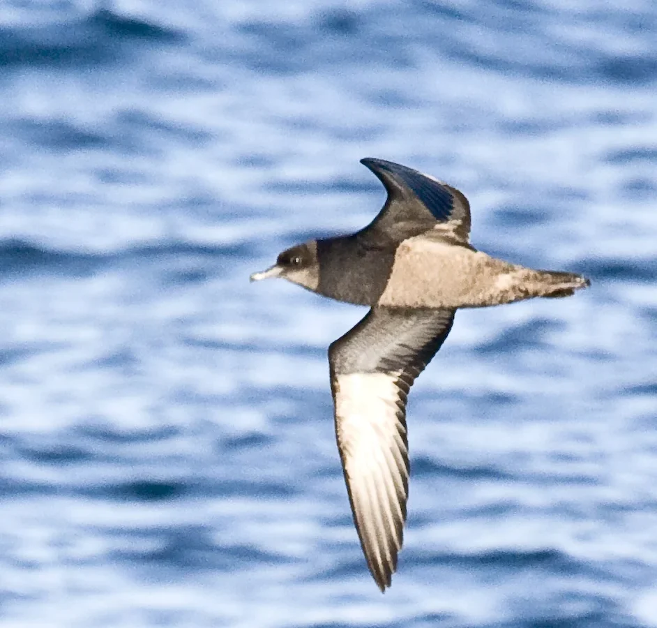 Short-tailed Shearwater showing key identification features