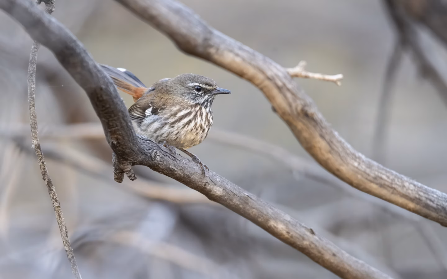 Shy Heathwren showing streaked brown plumage, pale eyebrow and secretive low-level movement