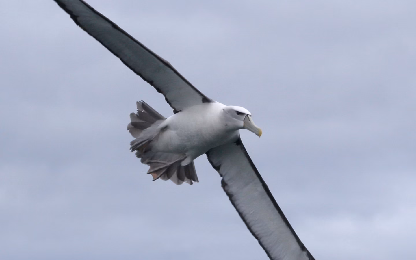 Shy Albatross showing large white-headed albatross with grey mantle, dark wings and yellow-tipped grey bill