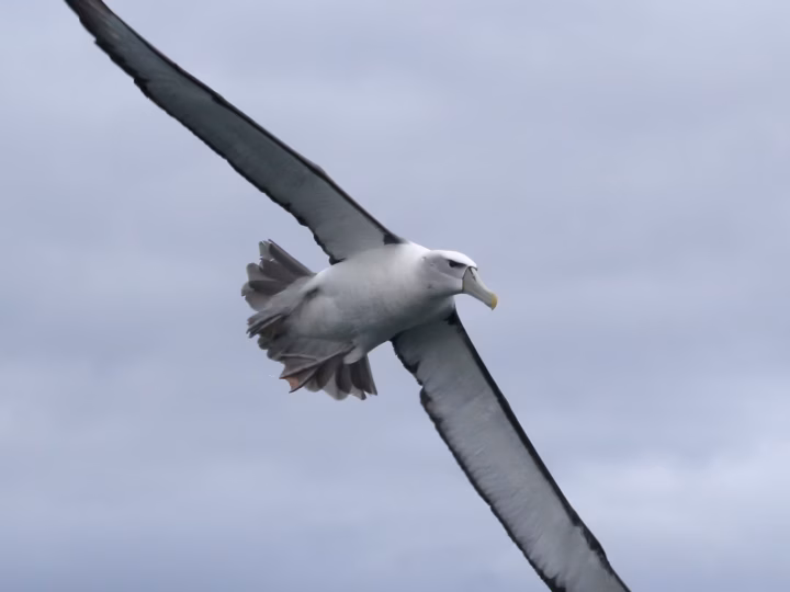 Shy Albatross showing large white-headed albatross with grey mantle, dark wings and yellow-tipped grey bill