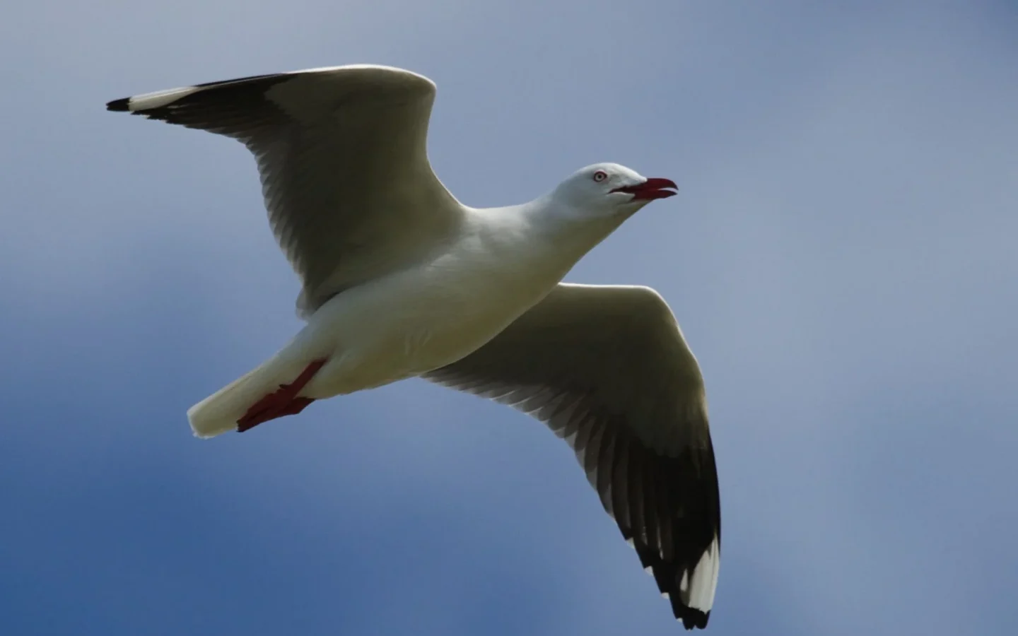 Silver Gull with white body, pale grey wings, red bill and red legs