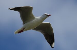 Silver Gull with white body, pale grey wings, red bill and red legs