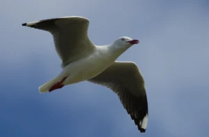 Silver Gull with white body, pale grey wings, red bill and red legs