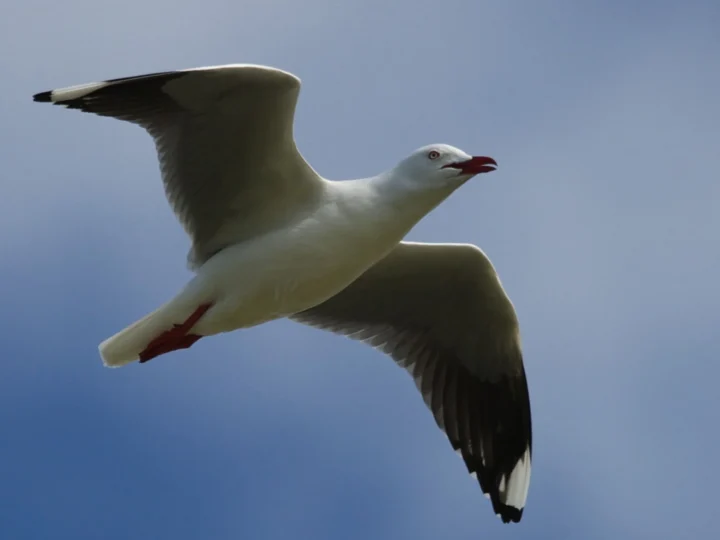 Silver Gull with white body, pale grey wings, red bill and red legs