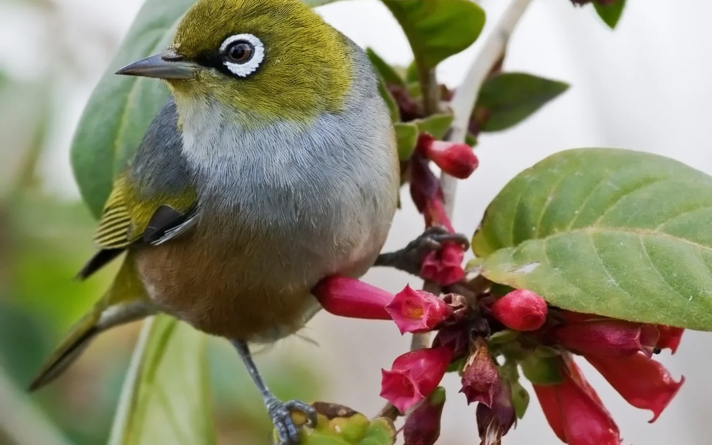 Silvereye in Australia