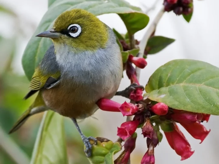 Silvereye in Australia